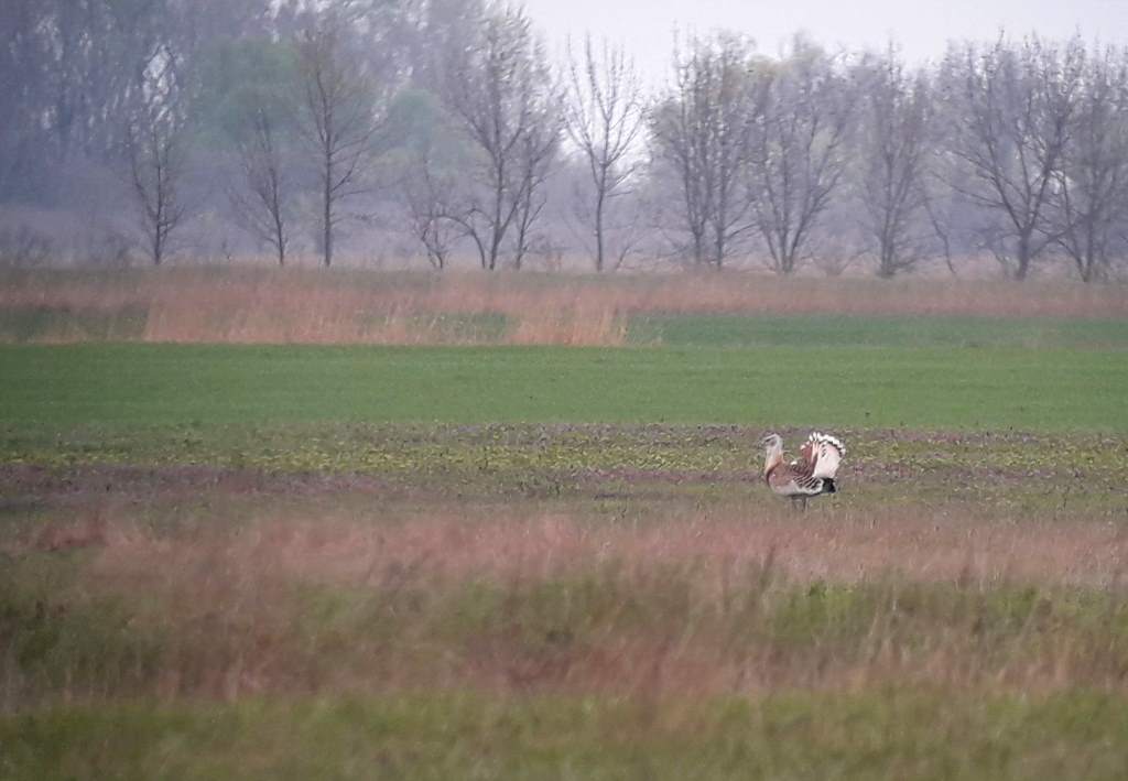 Kép a túzokról