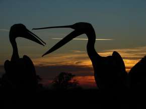 A képen pelikánok a naplementében