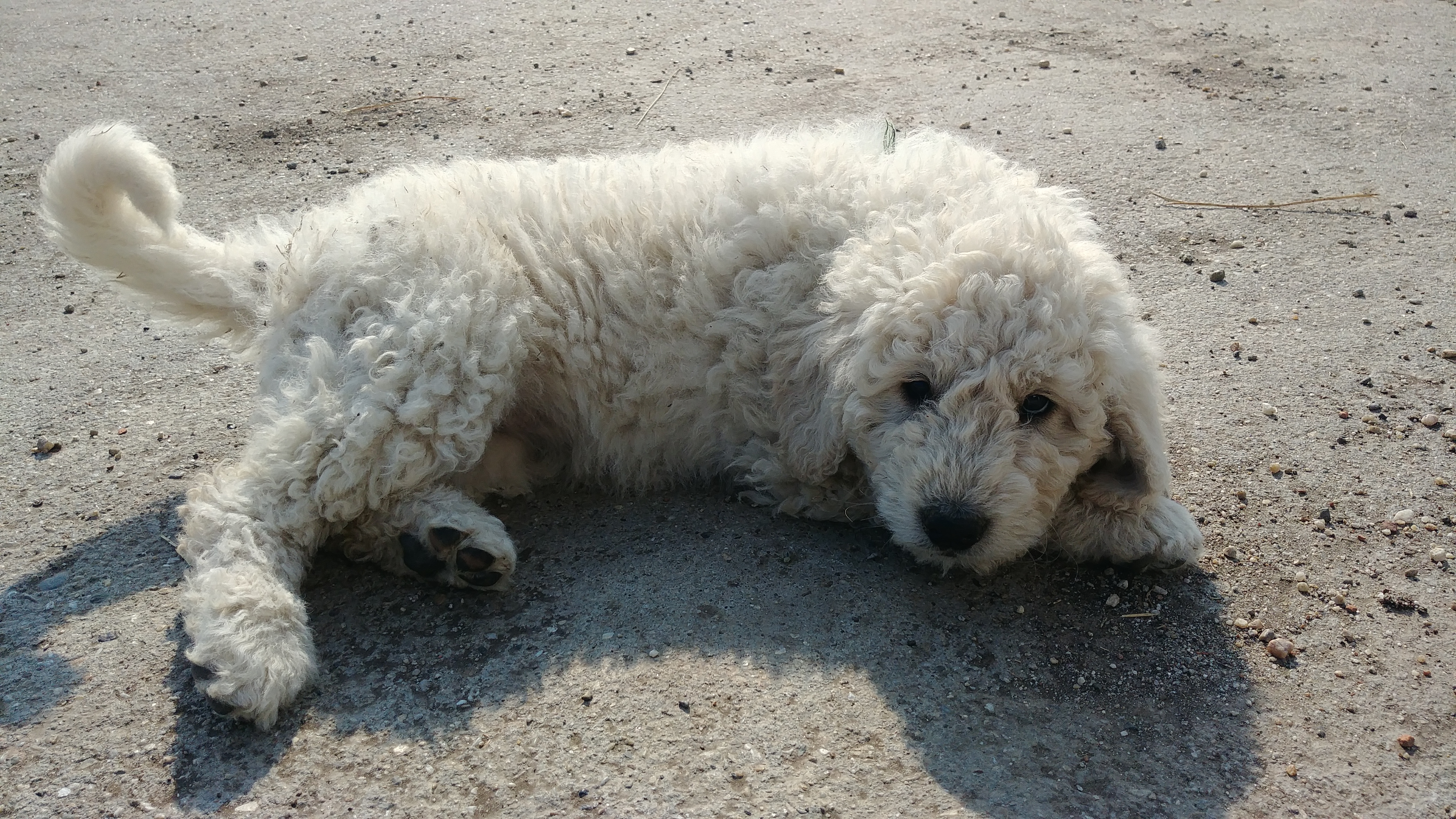 Kép egy komondor kölyökről