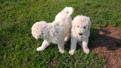 A képen komondor kölykök láthatóak