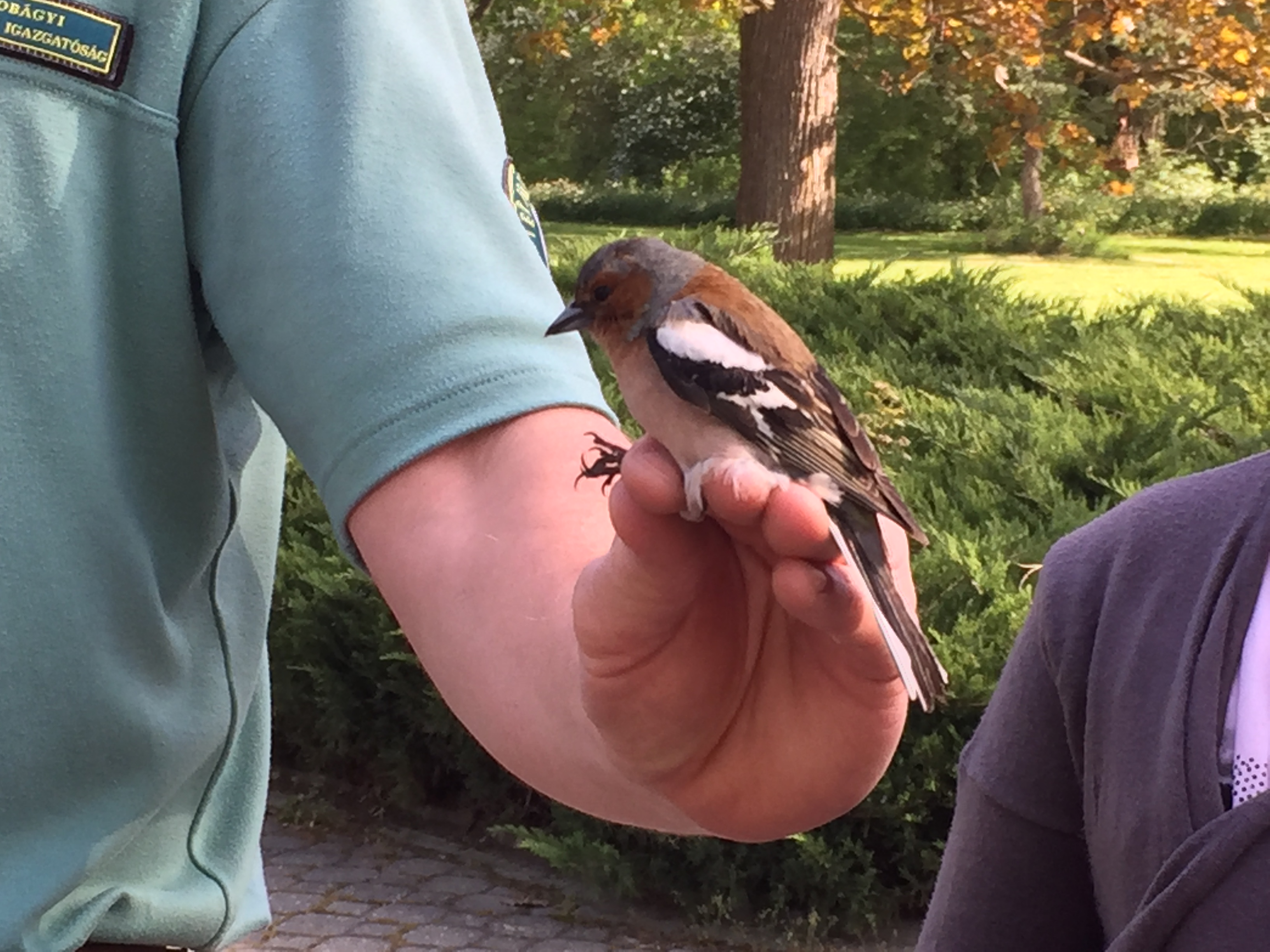 a képen egy gyűrűzött madár