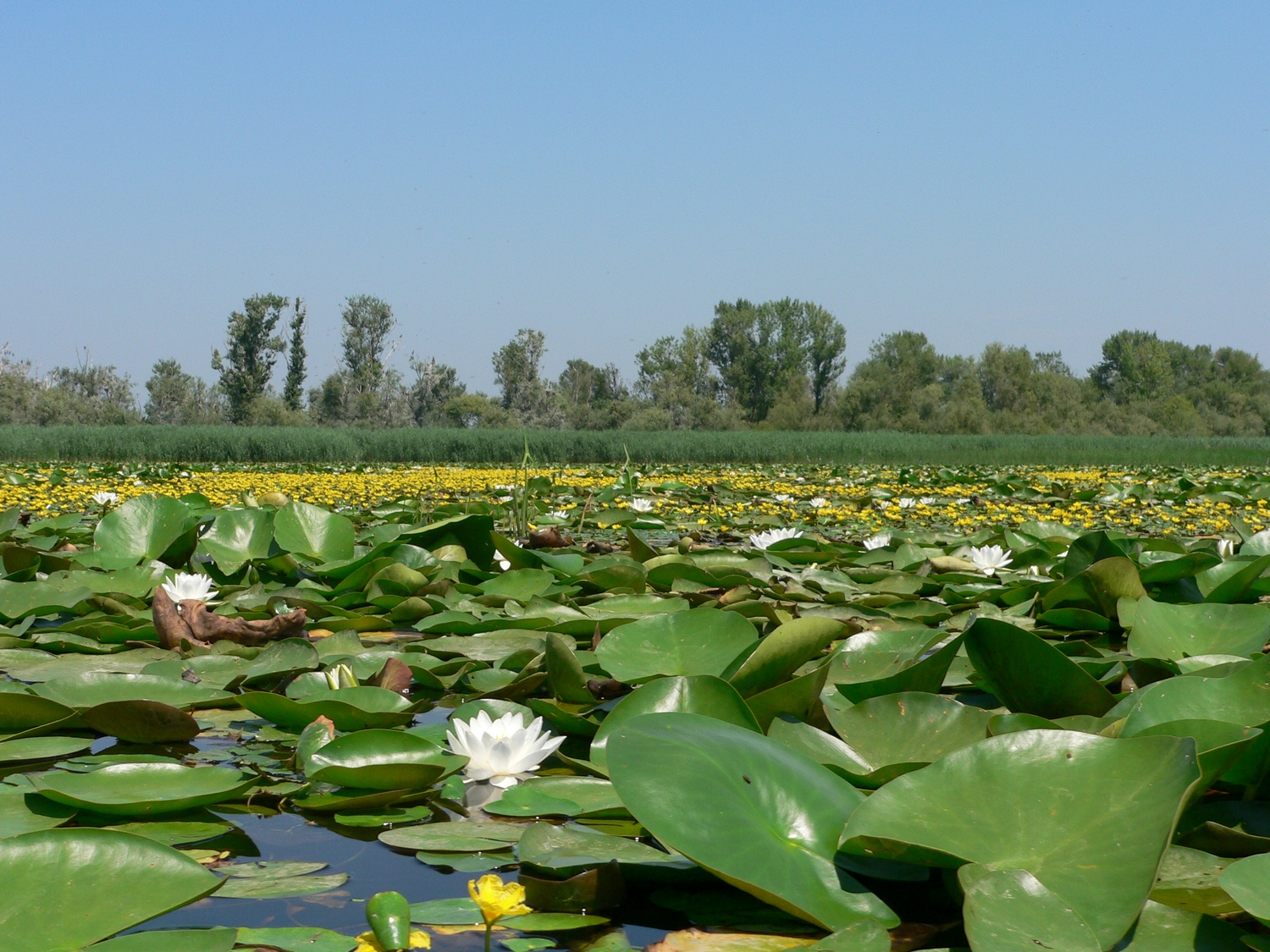 A képen a Tisza-tó