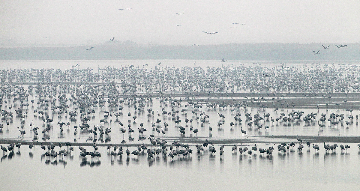 A képen a hajnali kirepülés előtti darucsapatok százait látni a tóban állva