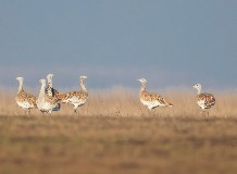 Túzok rekord a Bihari-sík Tájegységben