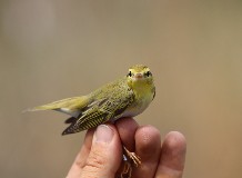 Madárgyűrűzés a Hortobágyi Vonuláskutató Állomáson