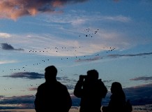 Madarásztúra és alkonyati darules