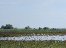 Madárhangos tavasz - madarásztúra Hortobágy-Halastón