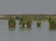 A nádasok hasznosítása és természetvédelme a Kiskunságban