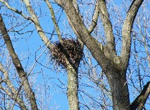 Ragadozómadarak fészkeinek feltérképezése Debrecenben