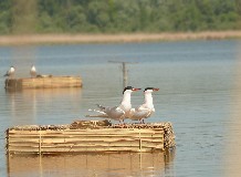 Kenutúrák a Tisza-tavon