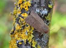 Egy éjjeli lepkefaj szerepe az erdők védelmében