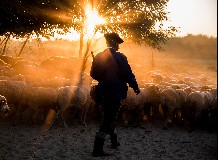 Eredményes pásztoroló legeltetés aszályos években. Kerekasztal beszélgetés