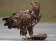 Sasnap Hortobágy-halastón