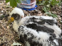 Fekete gólya költési adatok - 2025