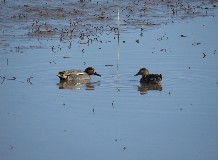 Madárhangos tavasz - madarásztúra Hortobágy-Halastón