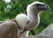 Madarak és Fák Napja a Hortobágyi Vadasparkban