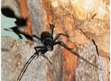Nagy hőscincér séta - alkonyati cincérles és fotózás a Debreceni Nagyerdőn