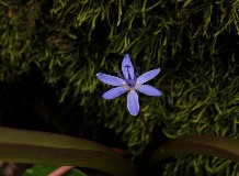 Csillagvirág fotóstúra a Debreceni Nagyerdőn