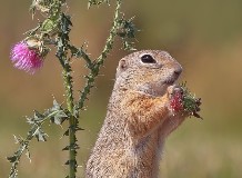 Hétéves természetvédelmi program indult a Pannon régióban élő európai ürge állományának megőrzéséért