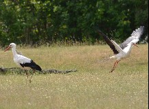 Gólya-elengedés a Hortobágyi Vadasparkban