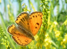 Nappali lepke fotóstúra a debreceni Erdőspusztán