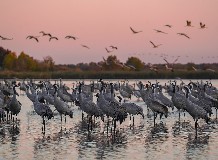 XI. International Crane Confernece