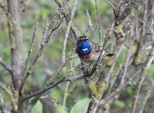 Kékbegy túra Hortobágy-halastón