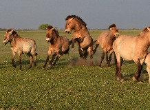 Vadlovak hétvégéje a Hortobágyi Vadasparkban