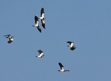 Tavaszi madárvonulás a Bihari-sík Tájegység területén