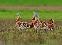 Túzokdürgés a Hortobágyon