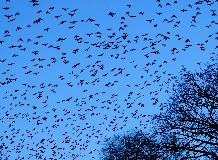 Varjúbehúzás a temetőben