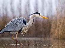 Húsvéti madarászséta Hortobágy-halastón