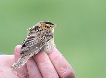 Csíkosfejű nádiposzáta a Hortobágyon