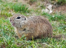 Ürgelajstrom együttműködésben