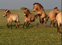 Állatok Világnapja a Hortobágyi Vadasparkban
