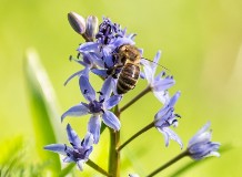 Idén is meglátogattuk a debreceni csillagvirágokat