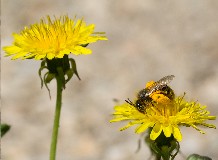 A pitypang és a pitypang-bányászméh