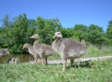 Hétvégi fiókalesek Hortobágy-halastón