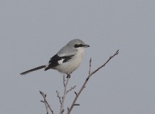 Hortobágy Kónya téli terepmadarásztúra a nagy őrgébicshez