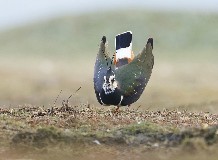 Tavaszi túra a Bihari-sík tanösvényen