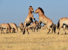 Drónokkal derítik fel a vadlovak összetett társadalmát