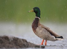 Föld napi madarásztúra Hortobágy-halastón