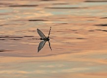 Víz világnapja _ Felső-Tisza Ramsari terület