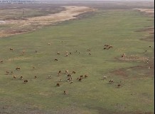 Holisztikusan tervezett legeltetés a gyakorlatban