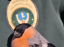 Egérragasztóval fogták a védett madarakat, most őket kapták el.