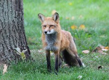 Pünkösd a Hortobágyi Vadasparkban