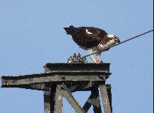 Oroszországban jelölt halászsas a Nagykunságban