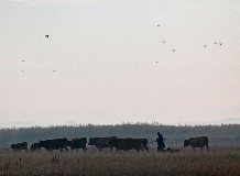 Gondolatok a téli legeltetésről