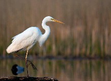 Madárhangos tavasz - madarászséta Hortobágy-halastón