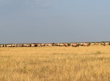 Pentezug a Rewilding Europe-ban